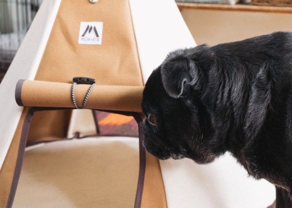 画像7: コイヌテント (7)